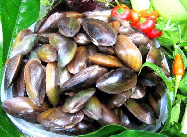 Phi Cầu Sài có hình dạng tương tự như trai biển, thịt thơm và trắng ngần có thể chế biến được nhiều món ăn ngon thanh mát 